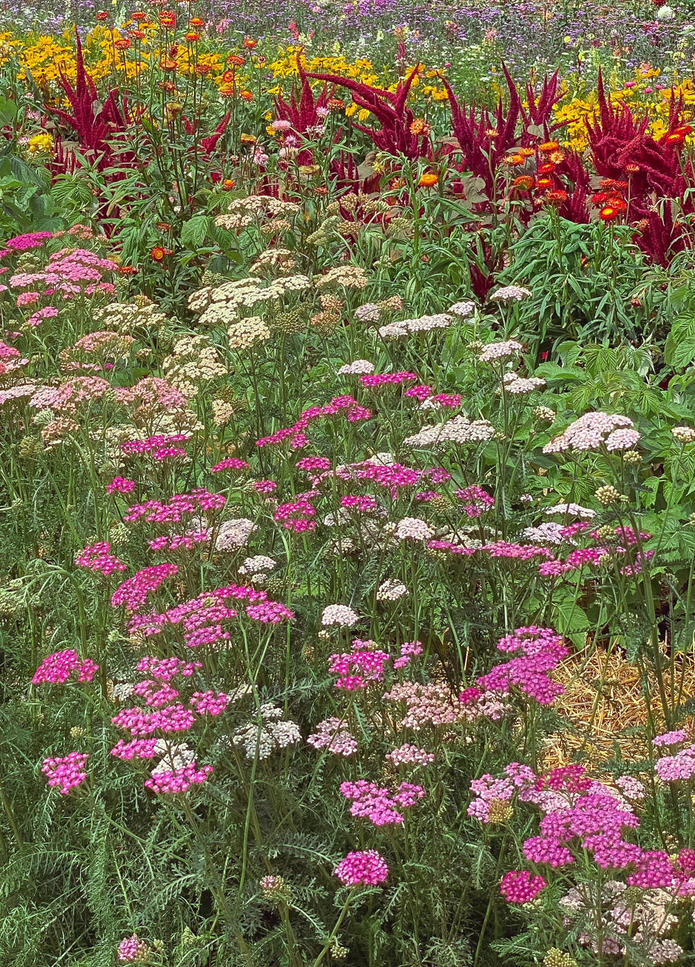 yarrow, summer garden flowers, blooming flowers, summer flowers that bloom yarrow, summer garden flowers, blooming flowers, summer flowers that bloom