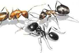 Ποια είναι η μυρωδιά που δεν αντέχουν τα μυρμήγκια και οι κατσαρίδες;