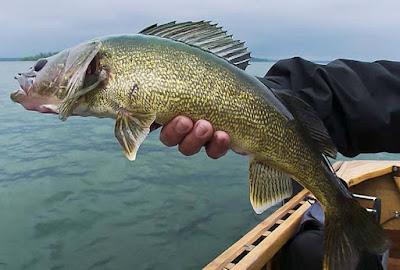 Walleye - animals That Start with letter W Walleye - animals That Start with letter W