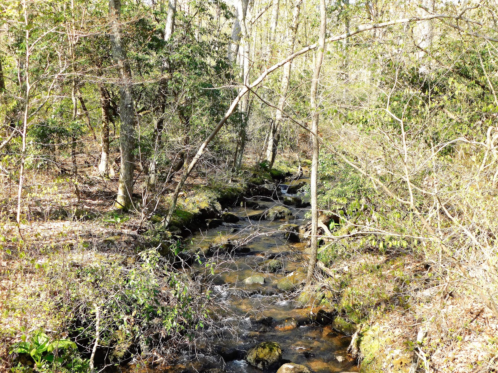 Small Stream Reflections Brook Trout Happenings