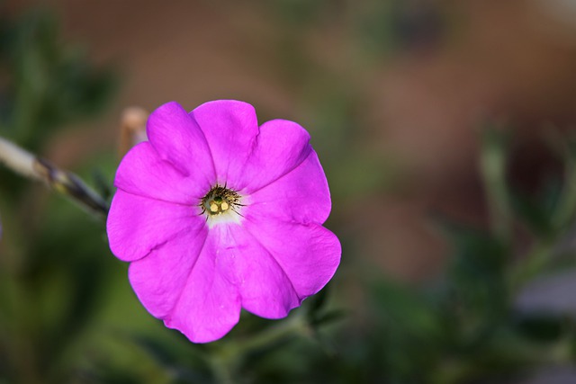 maria-sem-vergonha-Impatiens-parviflora