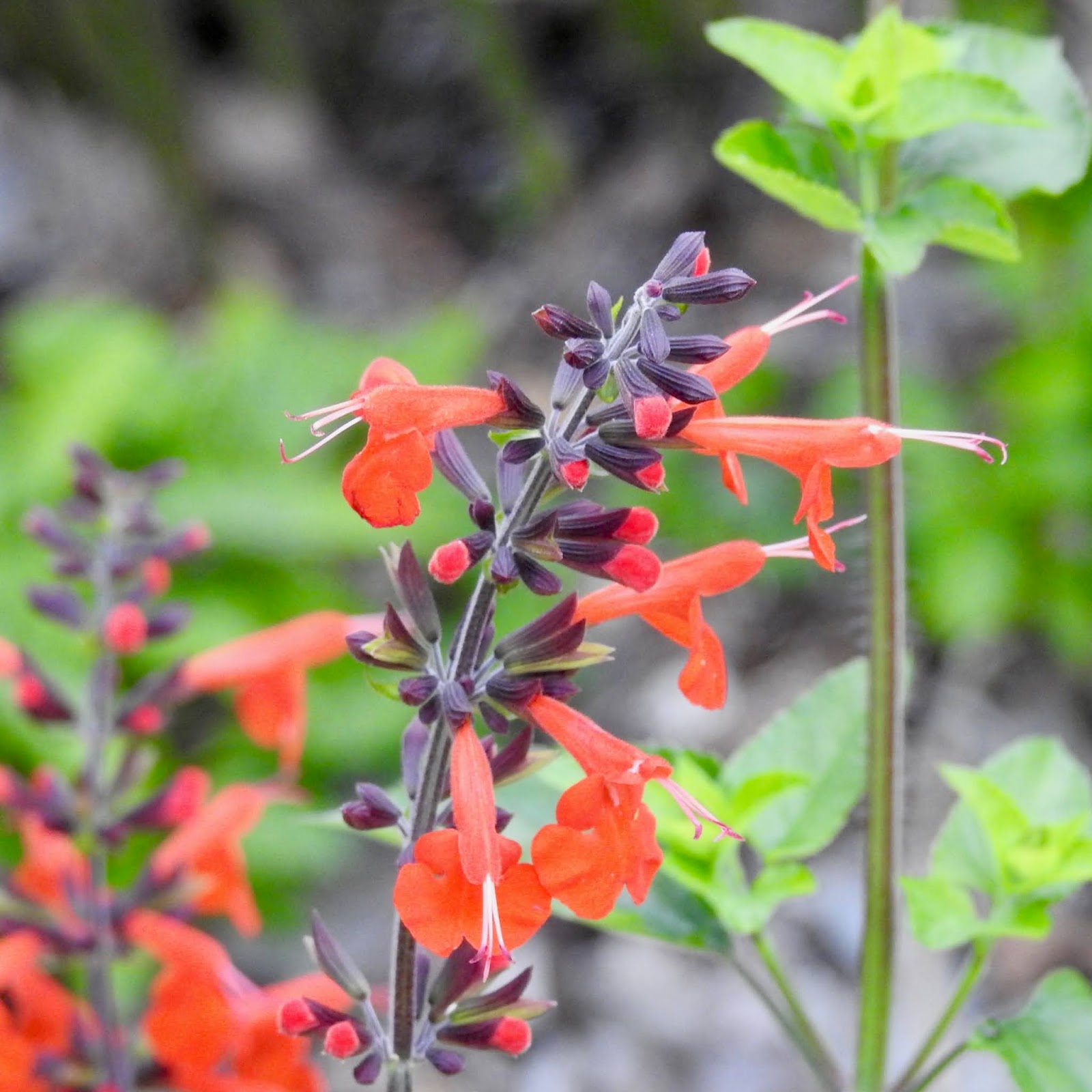 Wildewood Wonders: Red-bellied Woodpeckers' mating ritual