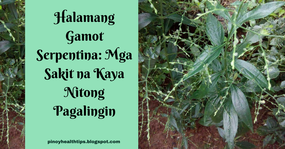 Halamang Gamot Serpentina: Mga Sakit na Kaya Nitong Pagalingin