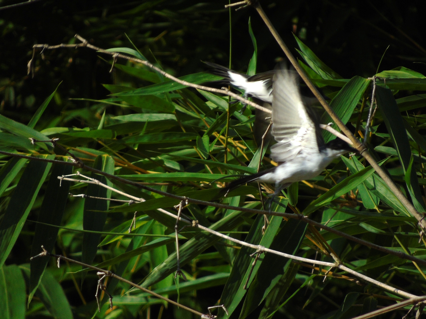 Birds Of Tobago Scissor tail