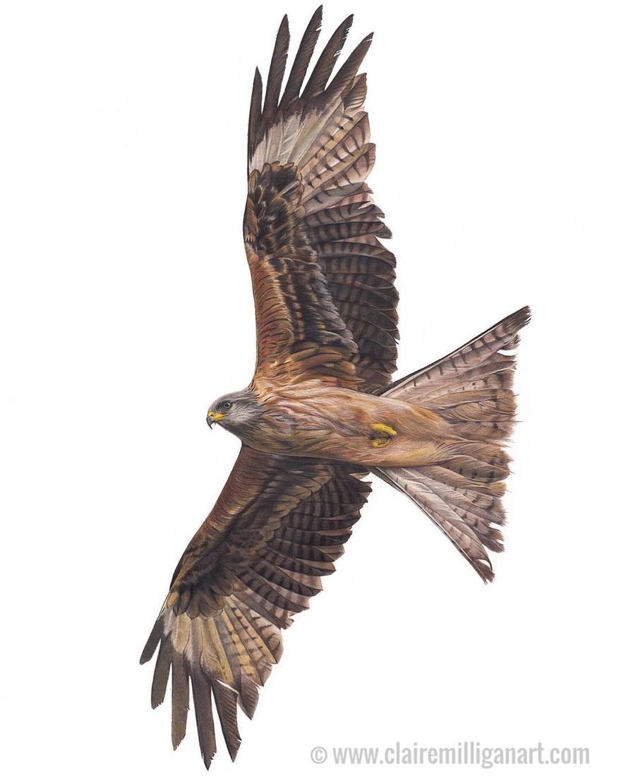 06-Red-Kite-Claire-Milligan-Cats-birds-and-Dogs-Realistic-Animal-Drawings-www-designstack-co