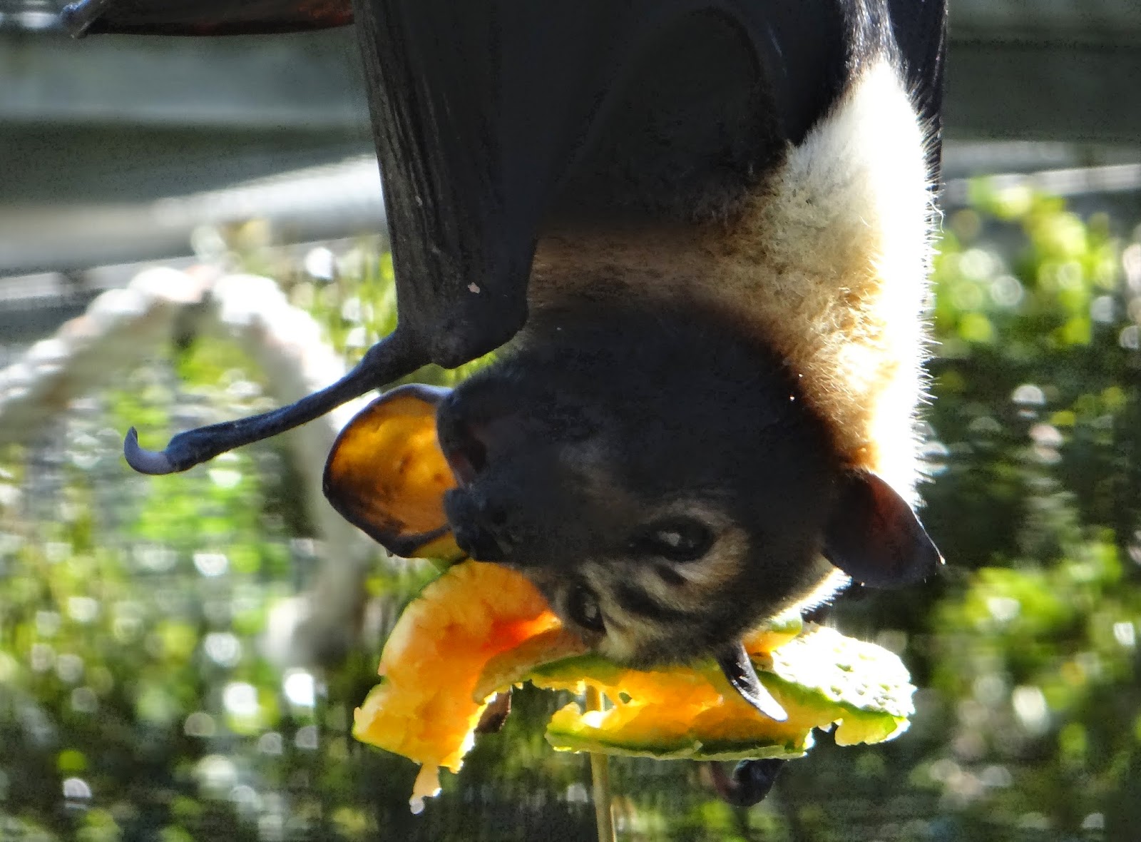Pitbulls & Paints Lubee Bat Conservancy, Gainesville, FL
