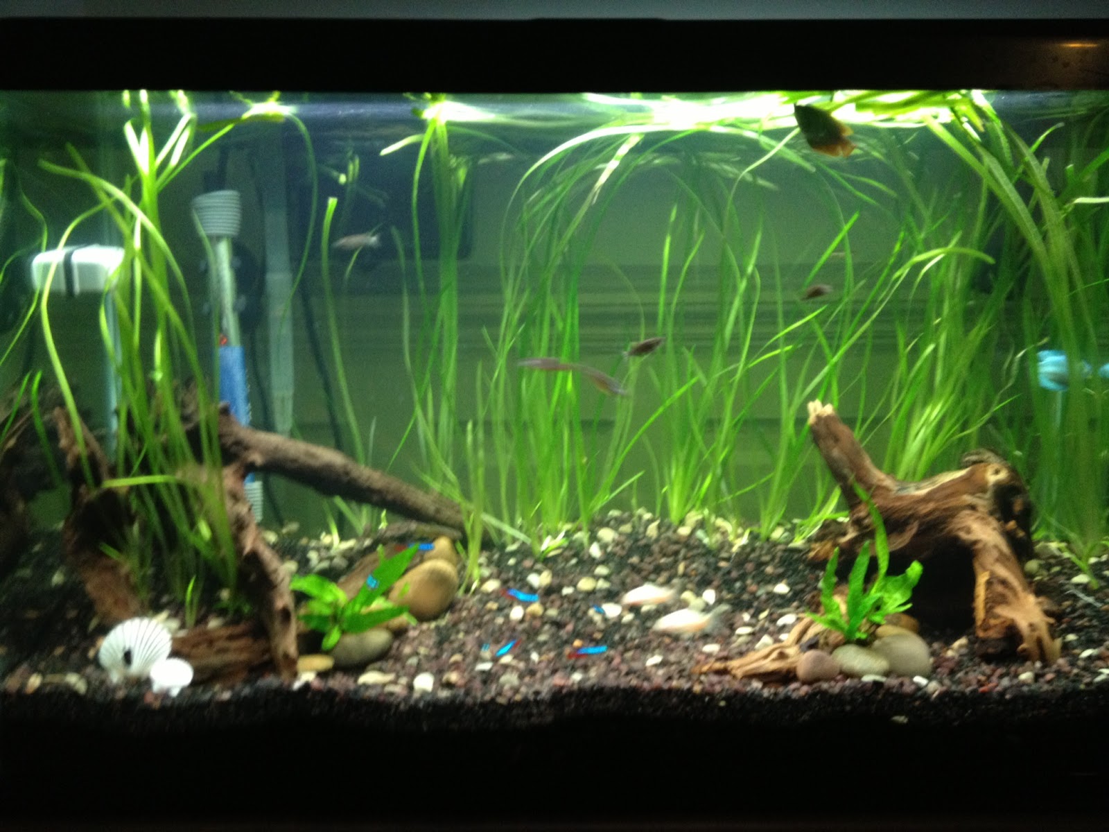 Three J's and Y NEMO and other fish talk (photo update)