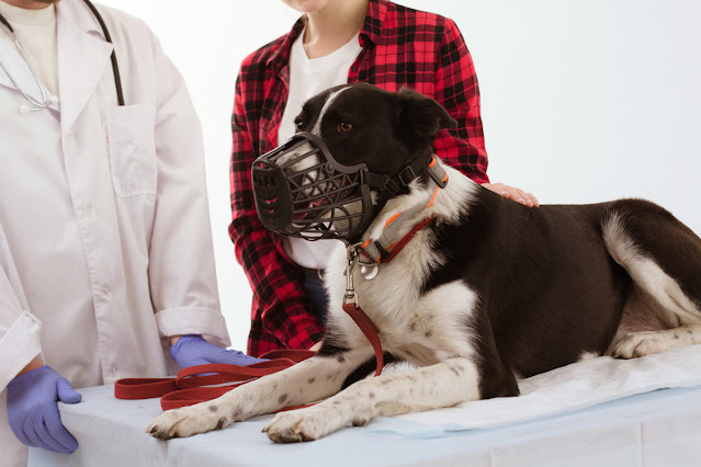 A dog wears a muzzle at the vet. Treats and a training plan help dogs learn to wear a muzzle.