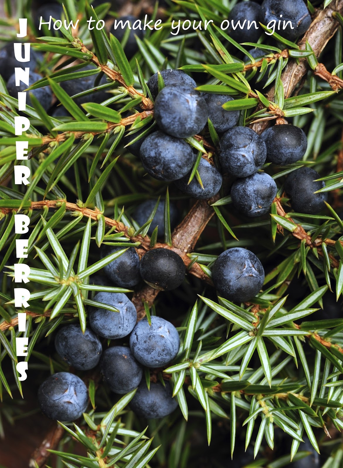 How and Where to Grow Juniper Berry Everything About Garden
