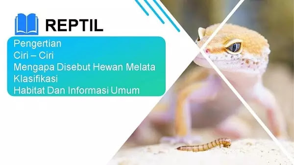 pengertian reptil, ciri ciri, klasifikasi, contoh Infromasi Lengkap pengertian reptil, ciri ciri, klasifikasi, contoh