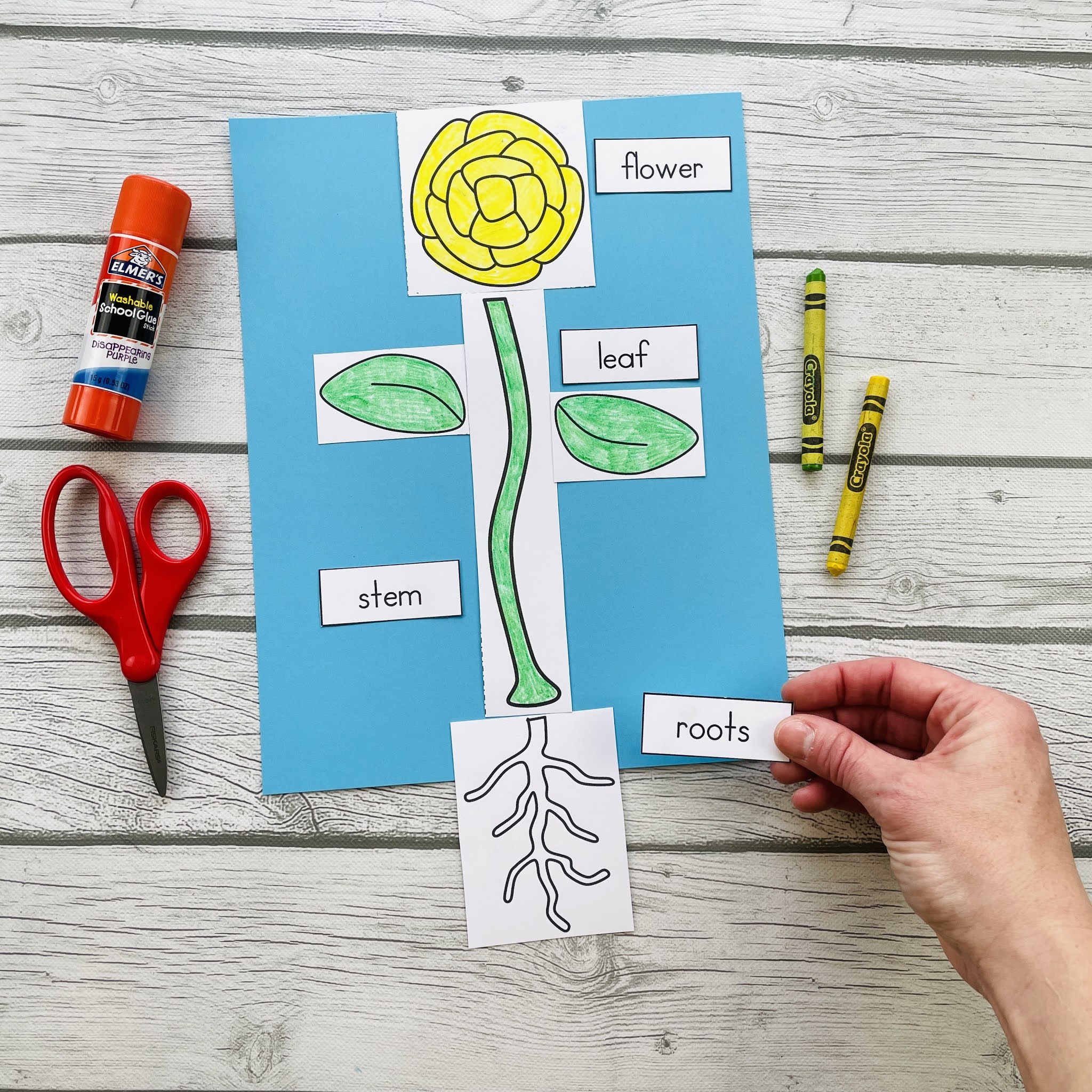 Plant Activities For Kindergarten or First Grade (Plant Needs, Life