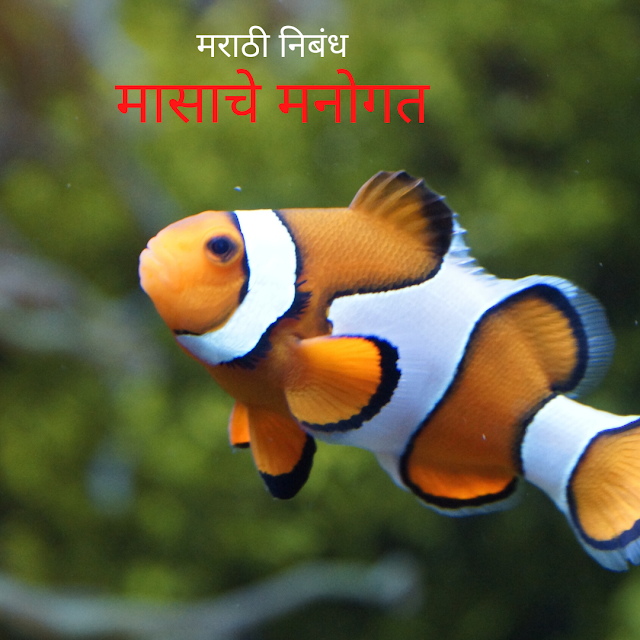 मी मासा बोलतोय,Masache Manogat Essay in Marathi