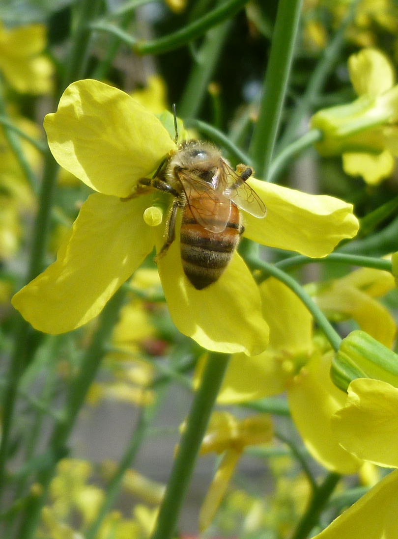 Victory Gardens for Bees Snacking on Kale Blossoms