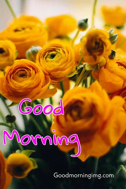 Beautiful Good Morning orange Rose Image Hd