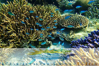 terumbu karang menjangan kecil terumbu karang menjangan kecil karimunjawa