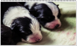 영리한 개 보더콜리 지능 탈모 2