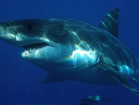 biggest shark in the world, biggest great white shark in the world, biggest shark in the world megalodon, biggest shark in the world 2019, biggest shark ever found, biggest shark in the world pictures, biggest shark in the world ever caught, biggest shark in the world ever, biggest shark in the world today, biggest shark in the world real,