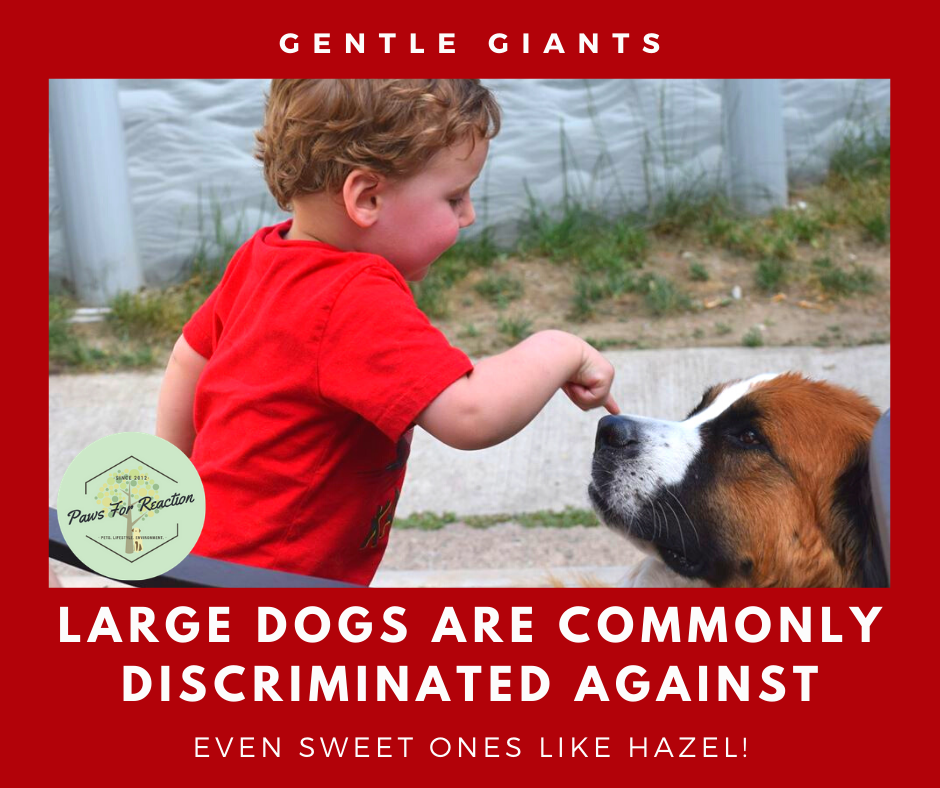 Paws for Reaction Big dog, bigger discrimination Large dogs commonly