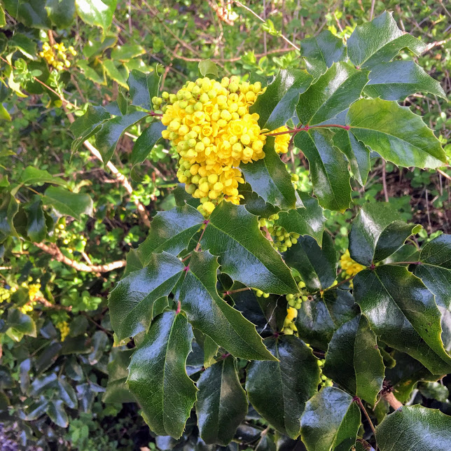 Shoreline Area News In The Garden Now Go Native