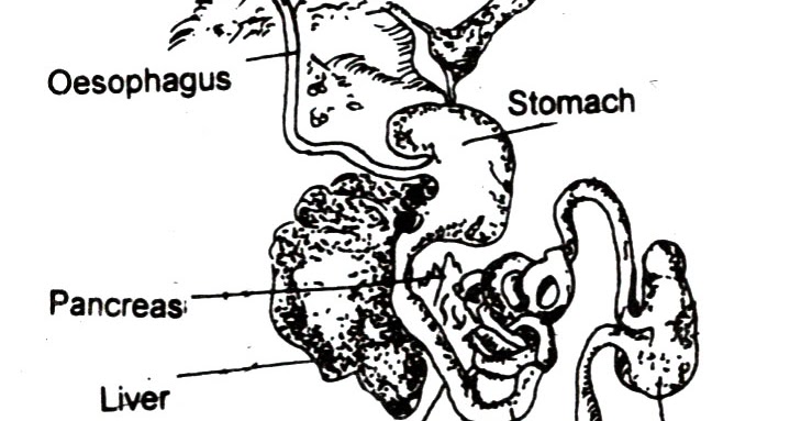 B. Sc. - II Animal Diversity- IV (Old) : Study of rat- DEMONSTRATION OF