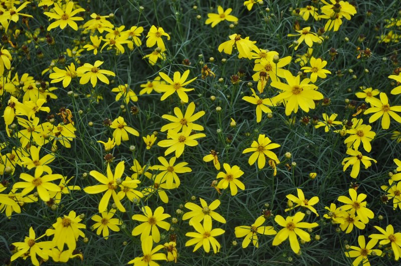 COHorts CSU Perennial Trials 2015
