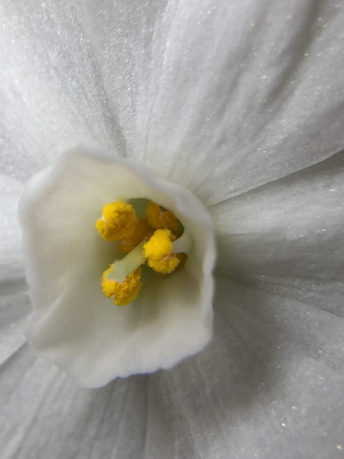 Future Plants By Randy Stewart Kerria Japonica