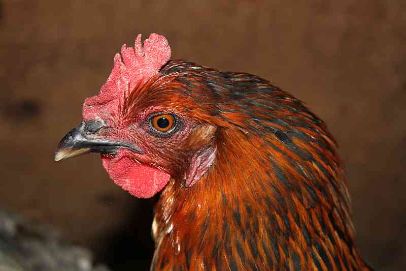 Easy Living the Hard Way Pumpkin Chicken Wormer