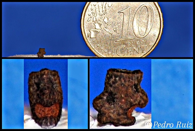 Huevo de Acanthomenexenus polyacanthus Huevo de Acanthomenexenus polyacanthus