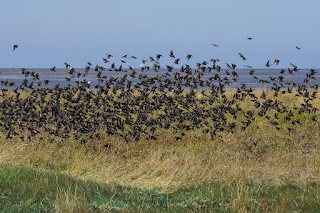 Wildlifefotografie Starenschwarm Nordsee Cappel