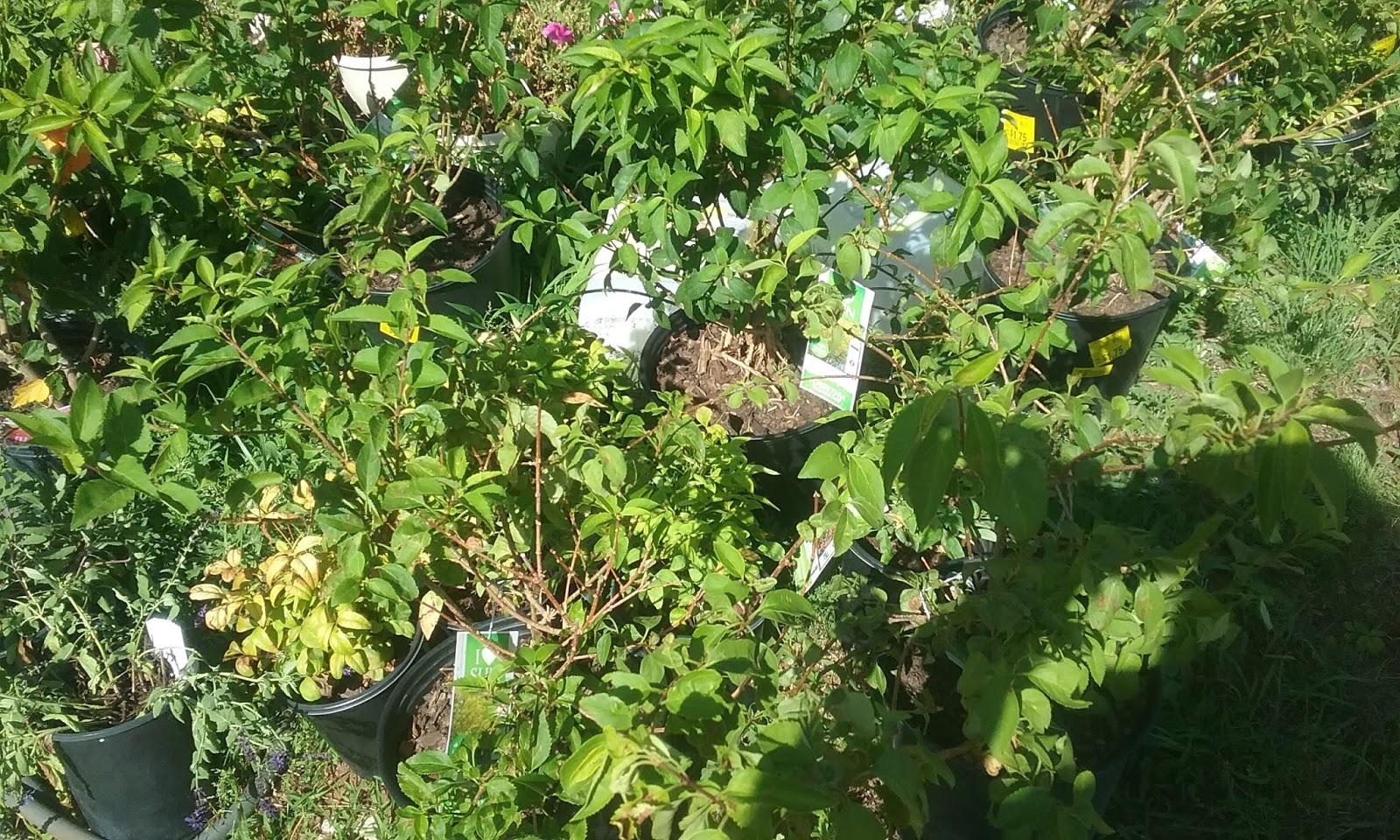 Life Is Not A Bed Of Roses Forsythia The Sun Reflector