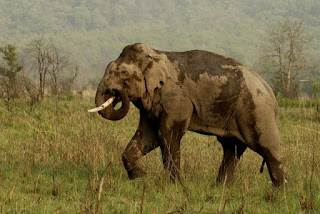 Çamurda yuvarlanmış Asya fili; çamur güneşten korunmak için kullanılır.