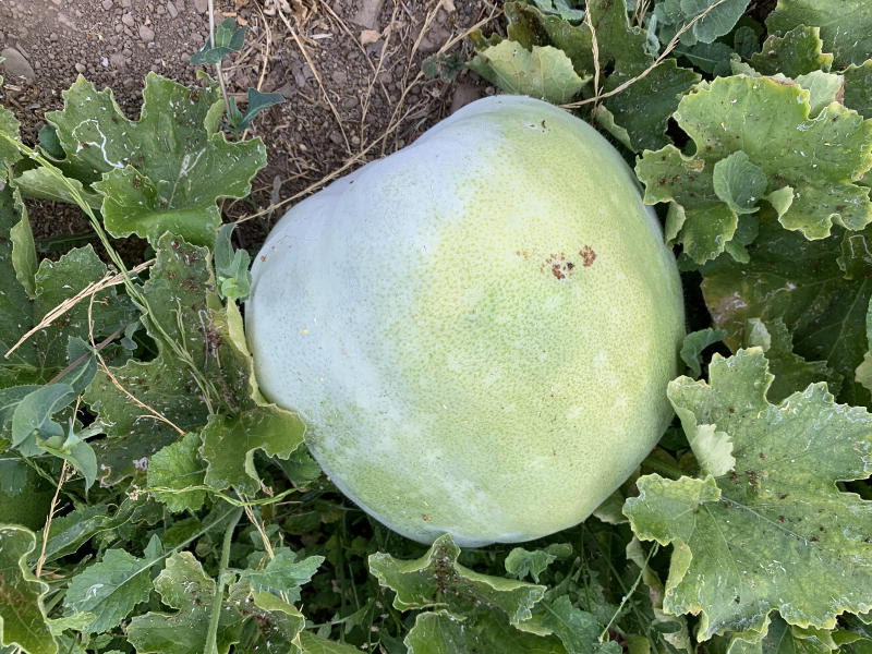 Northern California Angora Guild Winter Melon Ready for Harvest