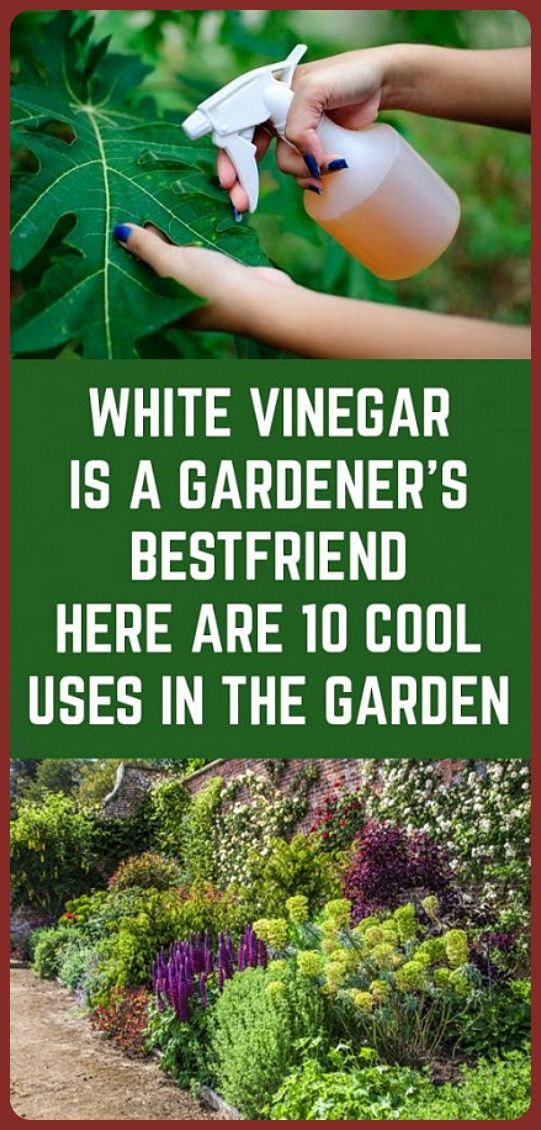 White Vinegar Is A Gardener’s Bestfriend. Here Are 10 Cool Uses In The Garden wellness days