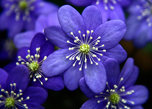 LOVELY FLOWERS: Very Superb Beautifull Flower high resolution images