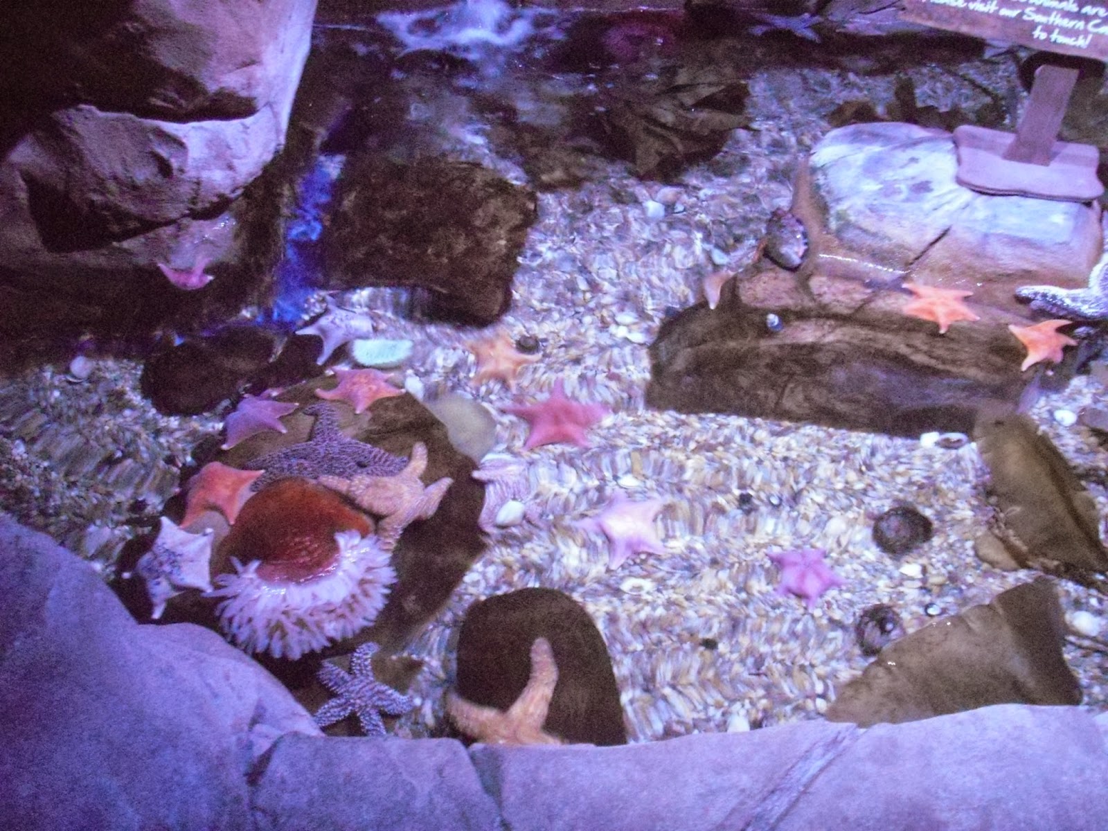 Miquelli's Amerikablog Activiteit Sealife Aquarium Carlsbad, Californië