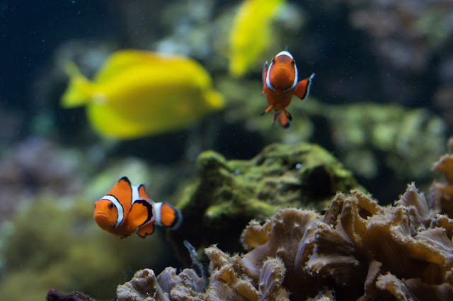clownfish nemo