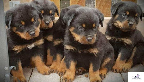 Rottweiler puppies price in India