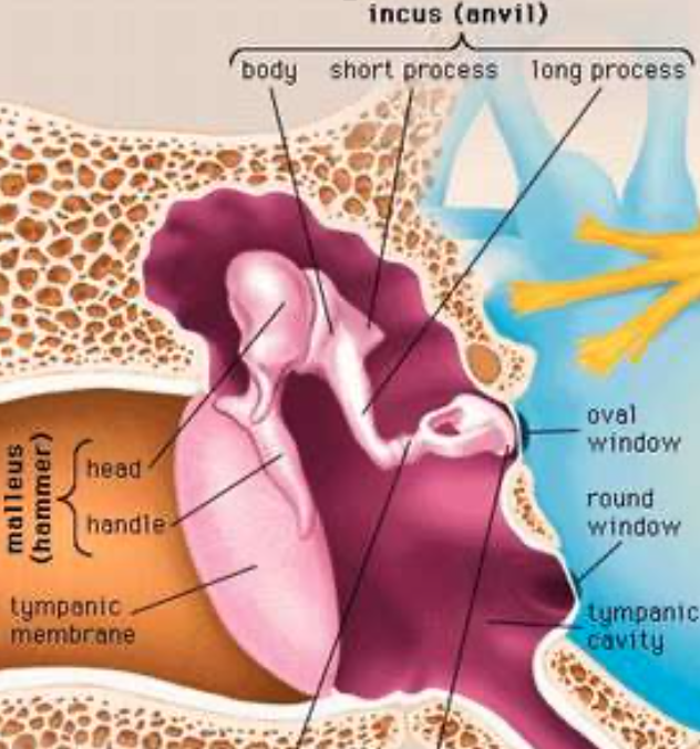Head and Neck Anatomy Ear Ossicles & Muscles of Middle ear