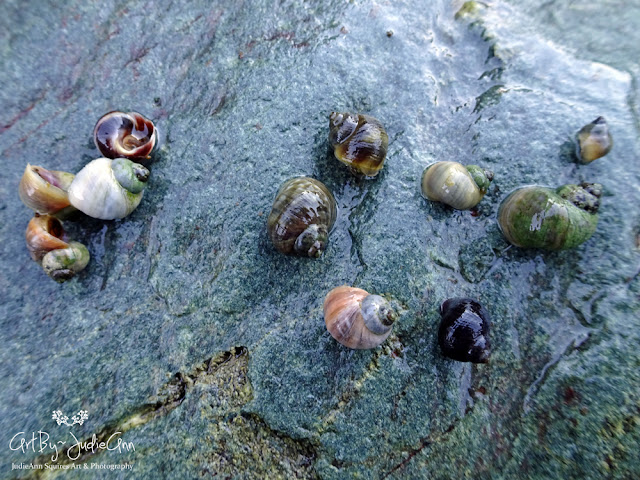 Tiny Sea Snails 7 Photos + Video