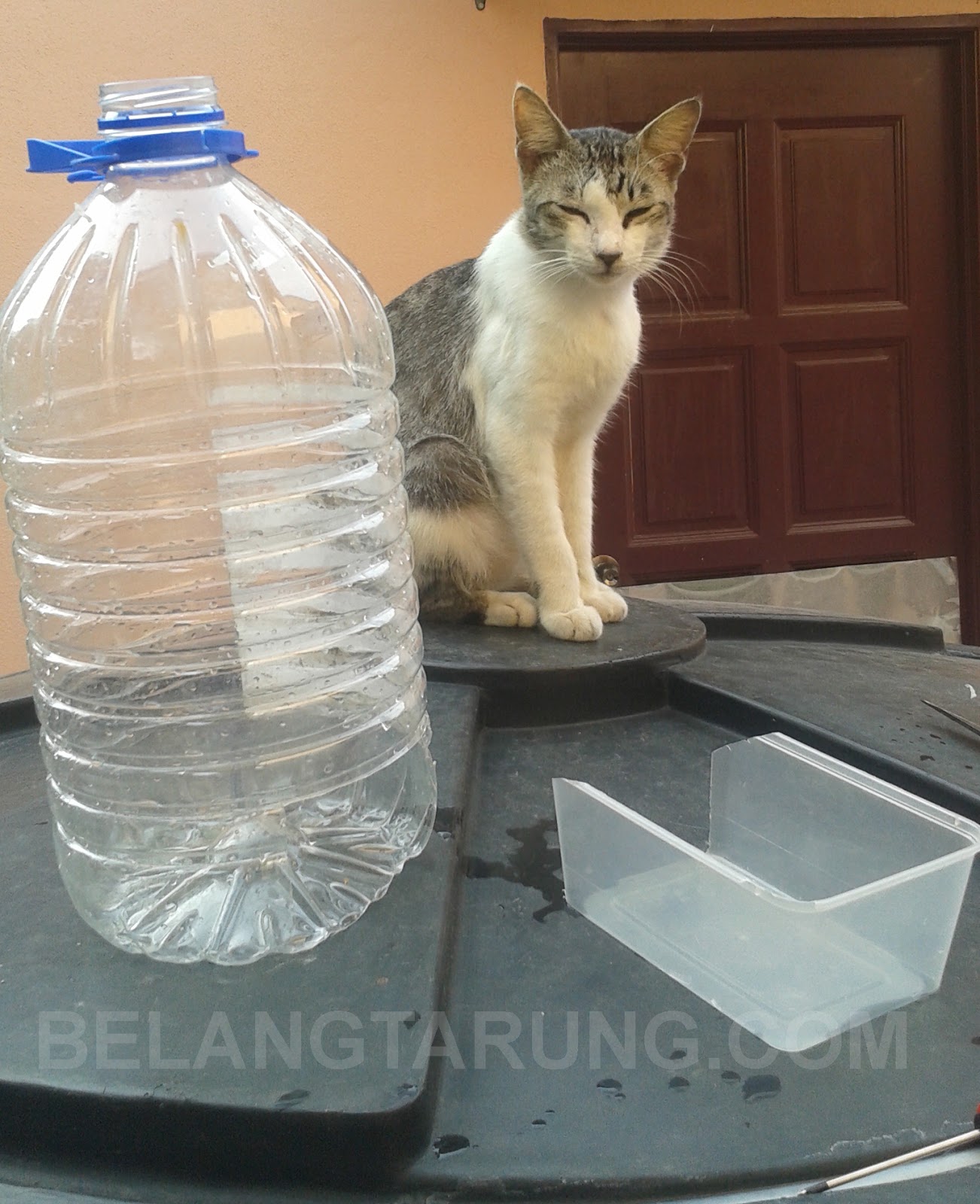 Bekas Makanan Kucing / Fauna yang dimaksudkan dalam ayat di atas adalah