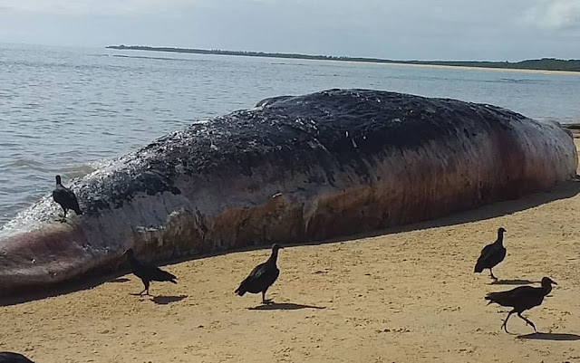 Baleia encontrada morta em praia do extremo sul da Bahia é enterrada
