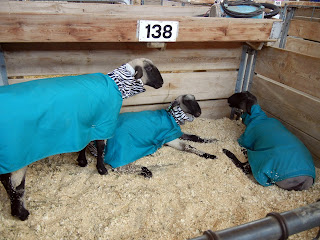 Lambs ready for the show at the Minnesota State Fair in Minneapolis