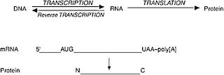 central dogma