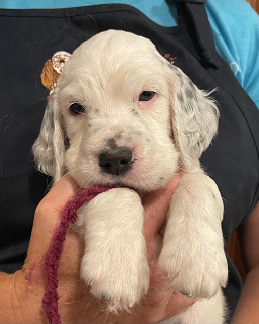 Linwood English Setters Puppies