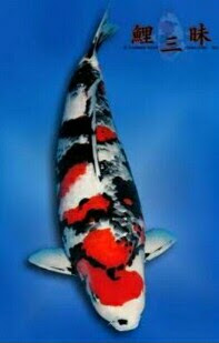 ikan koi dainichi showa