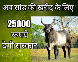 सांड की खरीद