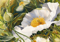 marney ward watercolor wind blowin sfca flowers watercolour fleurs romneya poppy peintes floral pencils paintings 21x29 cosicas varias its