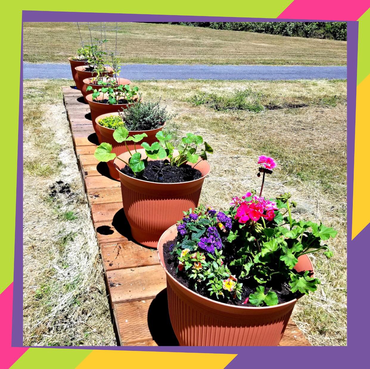 Live Laugh Love Daisy Rain Garden Systems Review