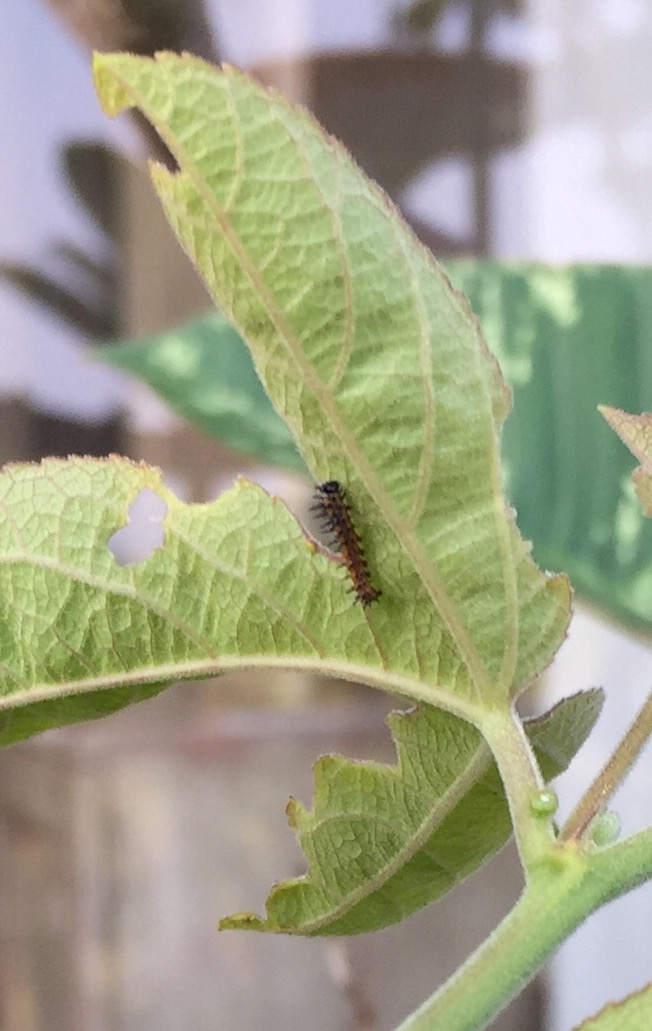 BirdCam on Cheltenham Gulf Fritillary caterpillars are eating the