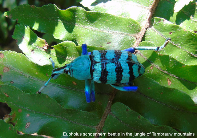 Eupholus schoenherri beetle in Tambrauw forest